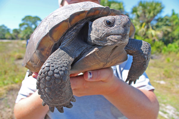 Sanibel among communities to mark Florida Gopher Tortoise Day | News ...